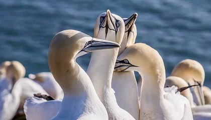 泰军误炸柬埔寨赌场园区：意外事件引发国际关注与反思